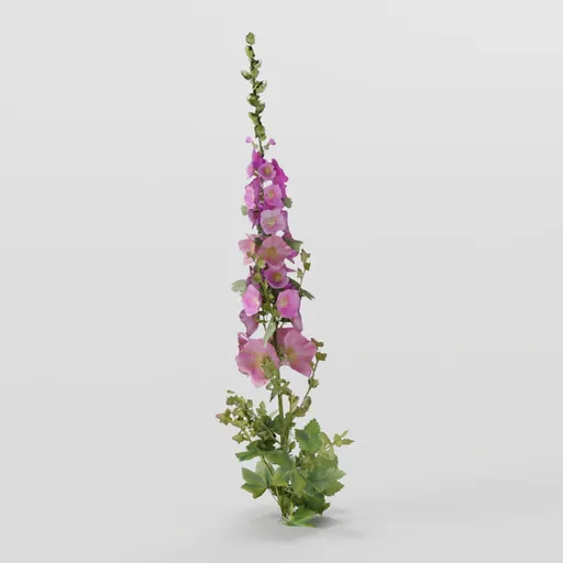 Tall Mallow Plant
