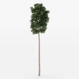 Detailed Blender 3D model of a lone, lush pine with realistic bark and foliage textures.