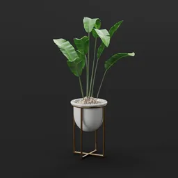 Tropical Banana