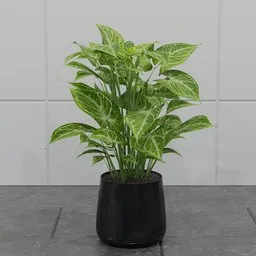 Variegated Arrowhead Plant