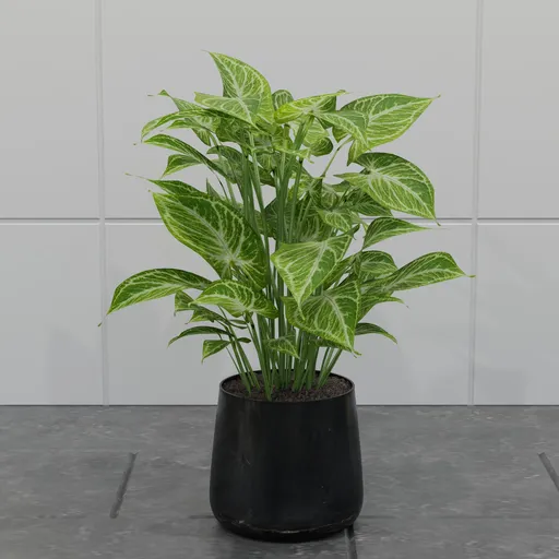 Variegated Arrowhead Plant