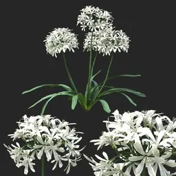White Clustered Flowering Plant