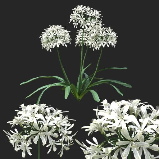 White Clustered Flowering Plant