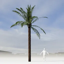 Dactylifera Palm Tree