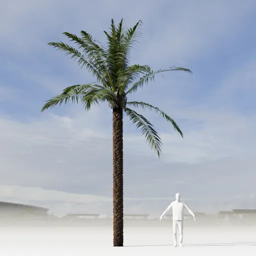 Dactylifera Palm Tree