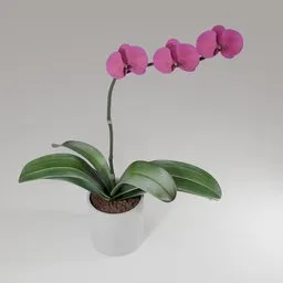Realistic 3D model of a potted Phalaenopsis Orchid with vibrant pink flowers and lush green leaves.