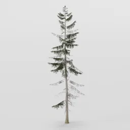 Large Spruce Tree