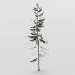 Large Spruce Tree