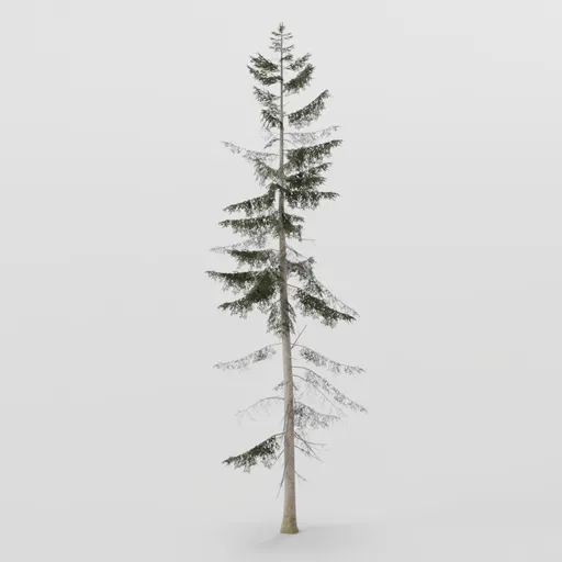 Large Spruce Tree
