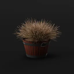 Plant Ephedra Potted