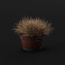 Plant Ephedra Potted