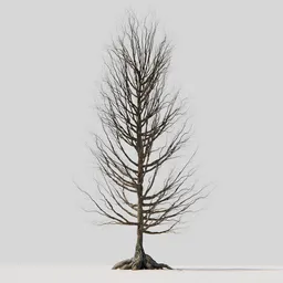 Dry Tree 02