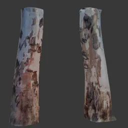 Peeling Bark Tree Trunk