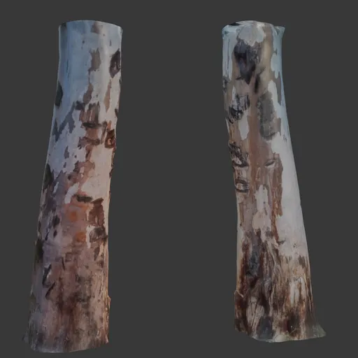 Peeling Bark Tree Trunk