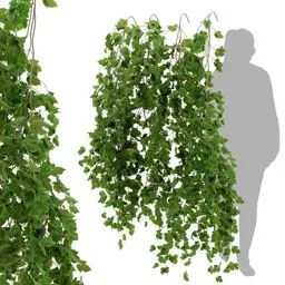 simple hanging wall plant