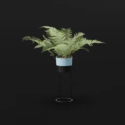 Lady Fern Elder Potted