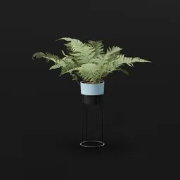Lady Fern Elder Potted