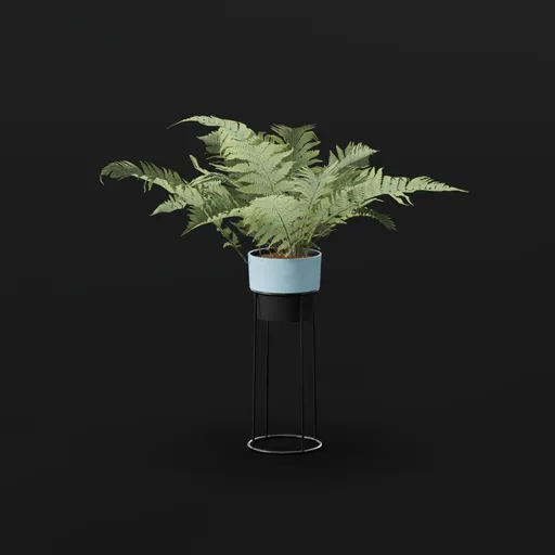Lady Fern Elder Potted