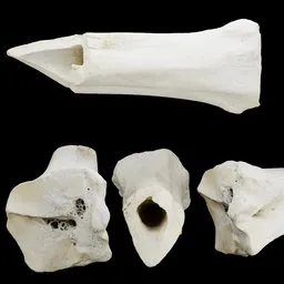 Bone Shaft