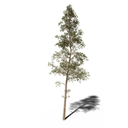 Highly detailed 3D pine tree model with realistic textures suitable for Blender rendering and 3D environments.