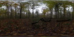 360-degree view of forest floor with fallen leaves, for realistic lighting in 3D scenes.