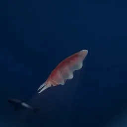 Caribbean reef squid