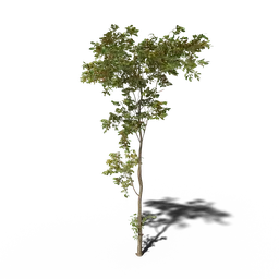 Combretum molle tree v3