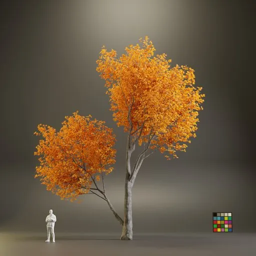 European Maple Acer Platanoide