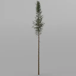 Spruce Tree