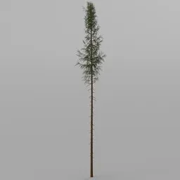 Spruce Tree