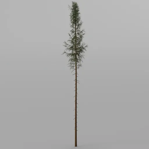 Spruce Tree | Trees models | Blendkit