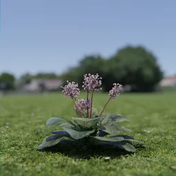 Highly detailed Bergenia Cordifolia 3D model, perfect for Blender rendering, gardening and landscape design visualizations.