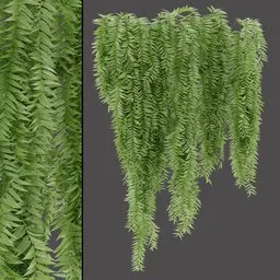 Dense Hanging Plant