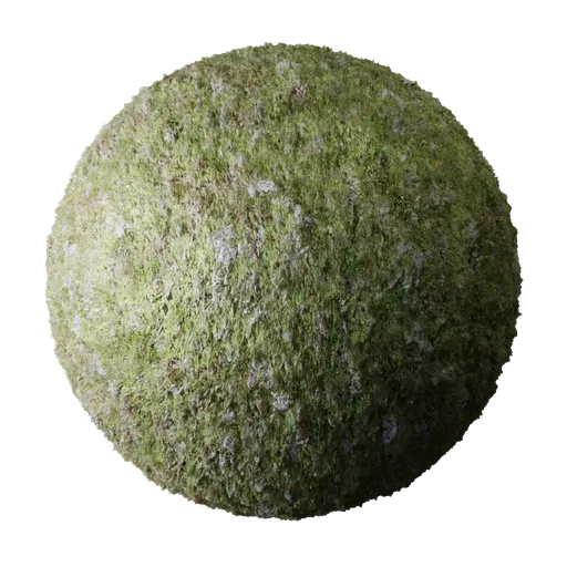 Tree Bark Moss
