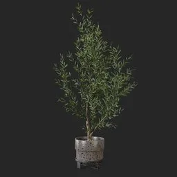 Olive Plant