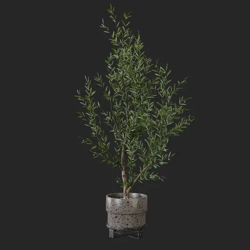 Olive Plant