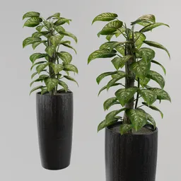 Dieffenbachia Plant