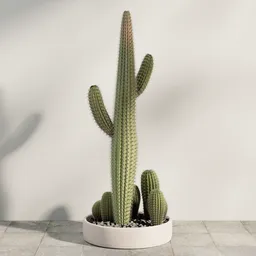 Potted Desert Cactus