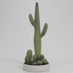 Potted Desert Cactus