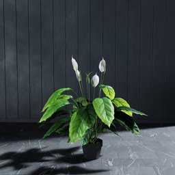 "Artificial shovel plant 3D model for Blender 3D - nature indoor category. Hyperrealistic with big leaves and stems. Easily modifiable to fit your own scene."