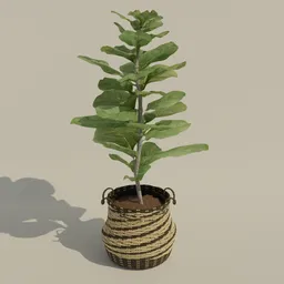 Realistic 3D-rendered fig tree model with textured leaves in a striped woven pot, ideal for Blender interior design.