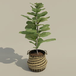 "Nature-inspired indoor decor: Fig Tree Plant in Raffia Weave Pot 3D model for Blender 3D. Realistic textures and shadows, perfect for adding a touch of greenery to your virtual space."