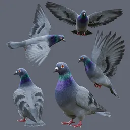 Pigeon with Detailed Fur & Rig