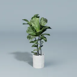 Fiddle leaf fig plant