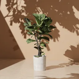 Fiddle leaf fig plant