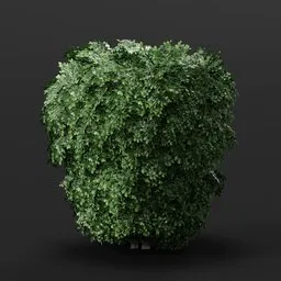 3D model of a lush, realistic green ficus bush optimized for rendering in Blender, ideal for game assets and architectural visualization.