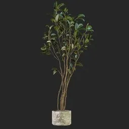 plant