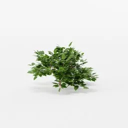 Lush green 3D shrub model optimized for Blender, ideal for virtual landscaping and outdoor scenes.