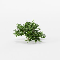Shrub
