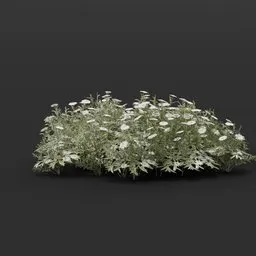 Flower Aster Large Wide